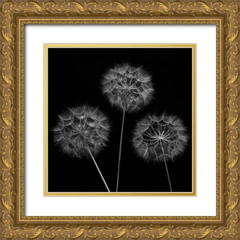 Dandelion flowers over black background Gold Ornate Wood Framed Art Print with Double Matting by Frank, Assaf