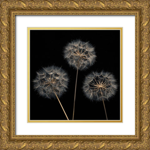 Dandelion flowers over black background Gold Ornate Wood Framed Art Print with Double Matting by Frank, Assaf