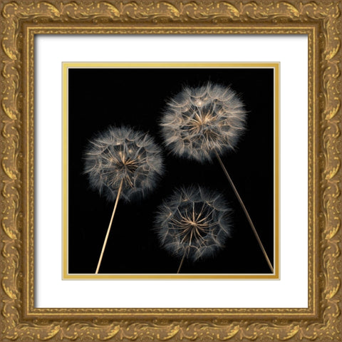 Dandelion flowers over black background Gold Ornate Wood Framed Art Print with Double Matting by Frank, Assaf