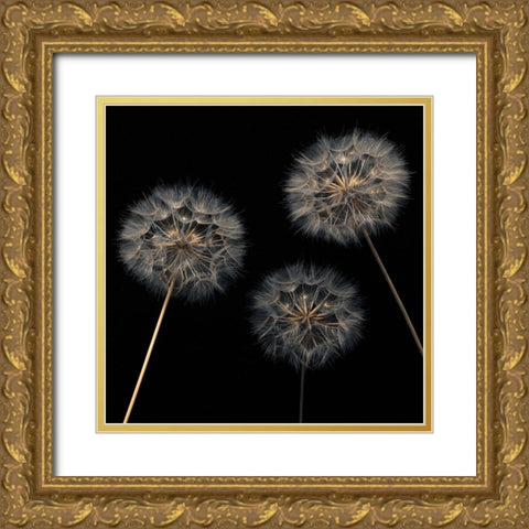 Dandelion flowers over black background Gold Ornate Wood Framed Art Print with Double Matting by Frank, Assaf