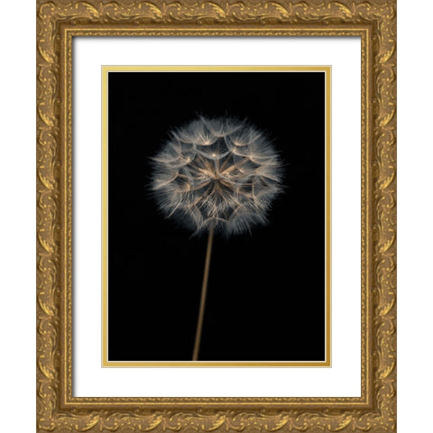 Dandelion flower over black background Gold Ornate Wood Framed Art Print with Double Matting by Frank, Assaf