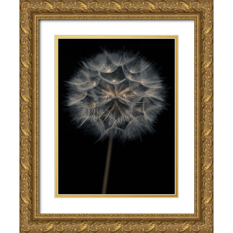 Dandelion flower over black background Gold Ornate Wood Framed Art Print with Double Matting by Frank, Assaf
