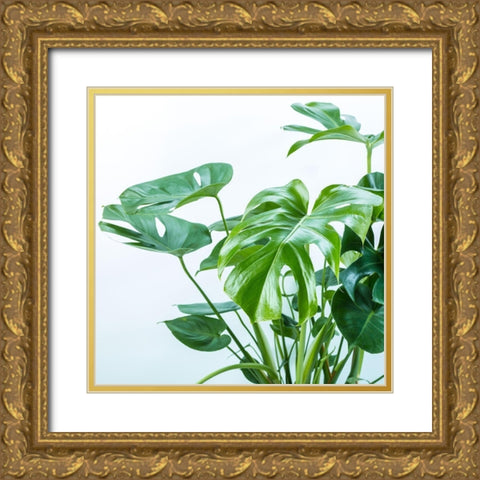 Close-up of a plant on white background Gold Ornate Wood Framed Art Print with Double Matting by Frank, Assaf