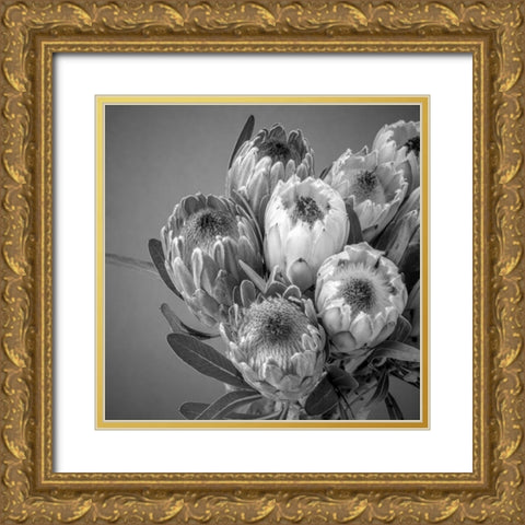 Protea flowers Gold Ornate Wood Framed Art Print with Double Matting by Frank, Assaf