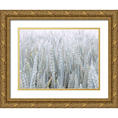 Wheat field Gold Ornate Wood Framed Art Print with Double Matting by Frank, Assaf