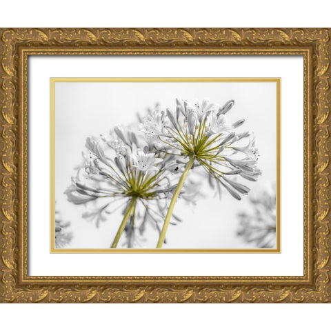 African Lily flowers Gold Ornate Wood Framed Art Print with Double Matting by Frank, Assaf