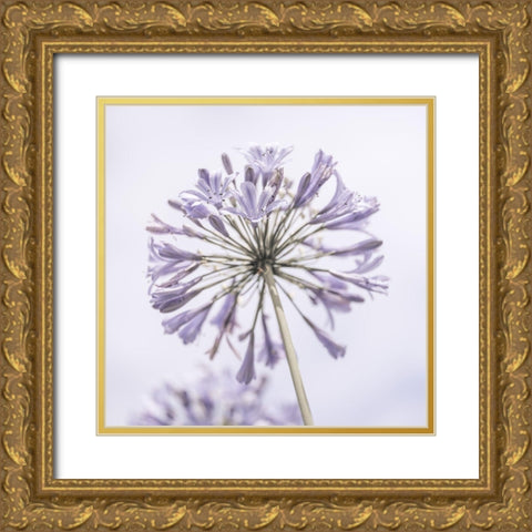 African Lily flowers Gold Ornate Wood Framed Art Print with Double Matting by Frank, Assaf