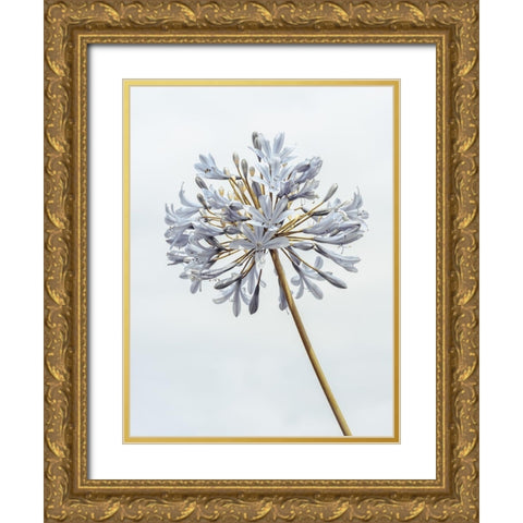 African Lily flower Gold Ornate Wood Framed Art Print with Double Matting by Frank, Assaf