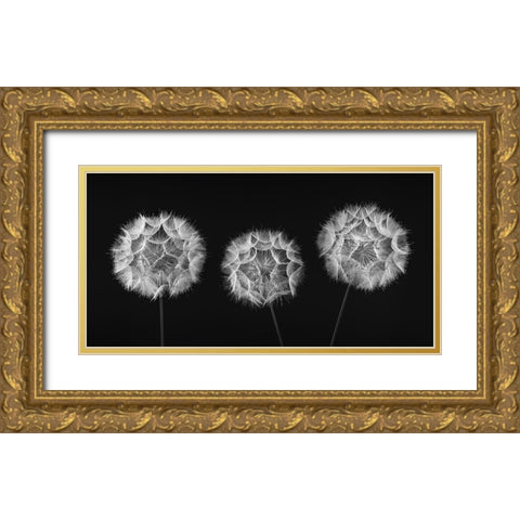 Dandelion Clock on black background Gold Ornate Wood Framed Art Print with Double Matting by Frank, Assaf