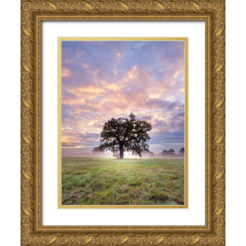 Tree in a filed at sunrise Gold Ornate Wood Framed Art Print with Double Matting by Frank, Assaf
