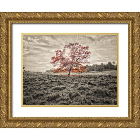 Single tree at autumn Gold Ornate Wood Framed Art Print with Double Matting by Frank, Assaf