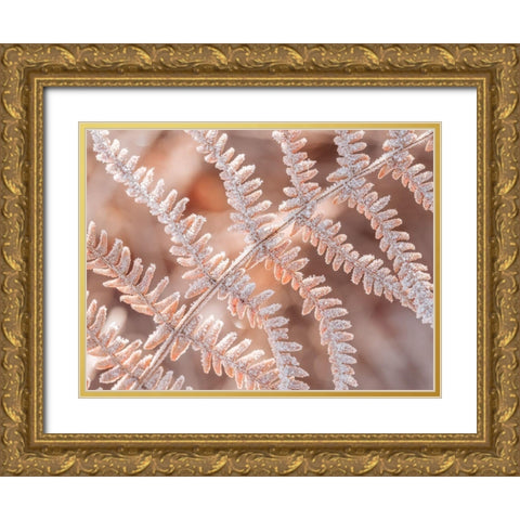 Frost on plant Gold Ornate Wood Framed Art Print with Double Matting by Frank, Assaf