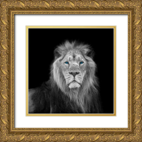Blue eyes lion face Gold Ornate Wood Framed Art Print with Double Matting by Frank, Assaf