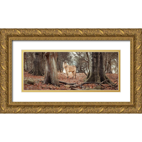 Horse in forest Gold Ornate Wood Framed Art Print with Double Matting by Frank, Assaf
