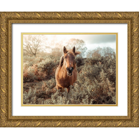 Horse in forest Gold Ornate Wood Framed Art Print with Double Matting by Frank, Assaf