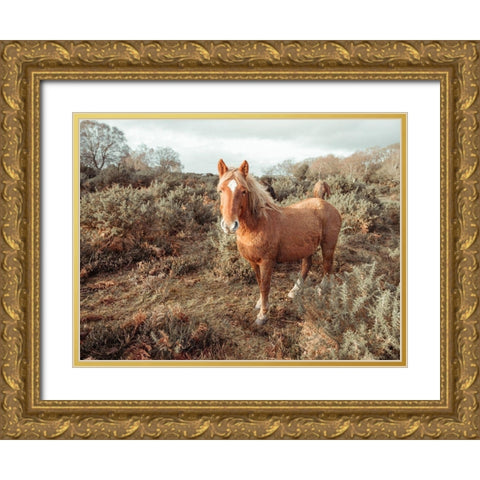 Horses in the wild Gold Ornate Wood Framed Art Print with Double Matting by Frank, Assaf