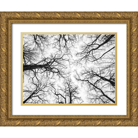 Low angle view of tree tops Gold Ornate Wood Framed Art Print with Double Matting by Frank, Assaf