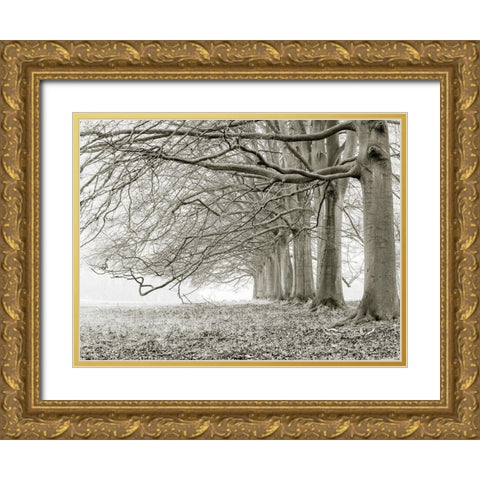 Trees in a row Gold Ornate Wood Framed Art Print with Double Matting by Frank, Assaf