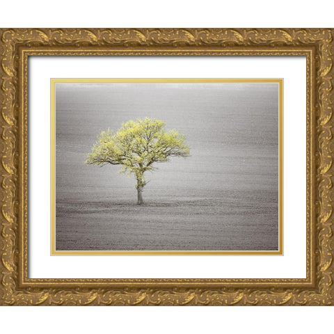 Single tree in foggy grassfield Gold Ornate Wood Framed Art Print with Double Matting by Frank, Assaf