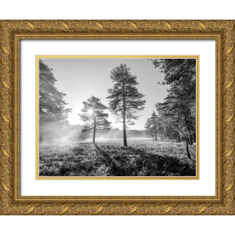 Sun trough trees Gold Ornate Wood Framed Art Print with Double Matting by Frank, Assaf