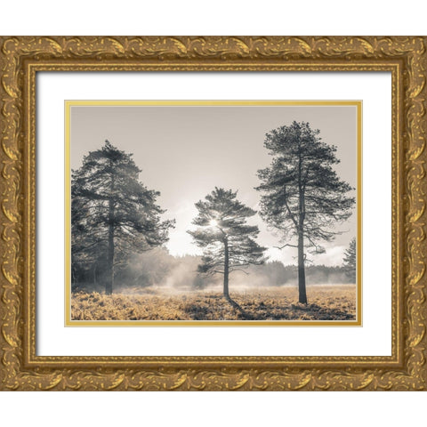 Sun trough trees Gold Ornate Wood Framed Art Print with Double Matting by Frank, Assaf
