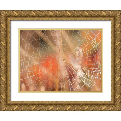 Spider web Gold Ornate Wood Framed Art Print with Double Matting by Frank, Assaf