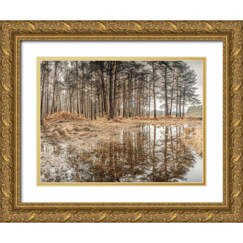 Forest reflections Gold Ornate Wood Framed Art Print with Double Matting by Frank, Assaf