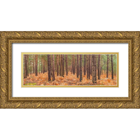 Autumn forest Gold Ornate Wood Framed Art Print with Double Matting by Frank, Assaf