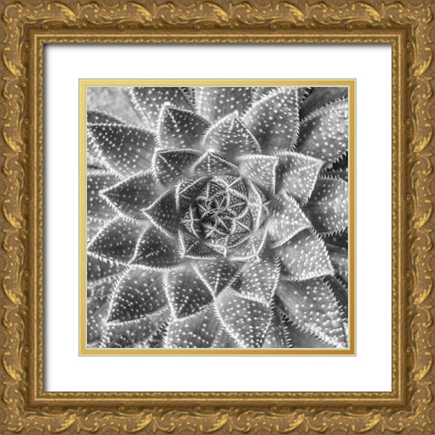 Succulent-Aloe Aristata Gold Ornate Wood Framed Art Print with Double Matting by Frank, Assaf