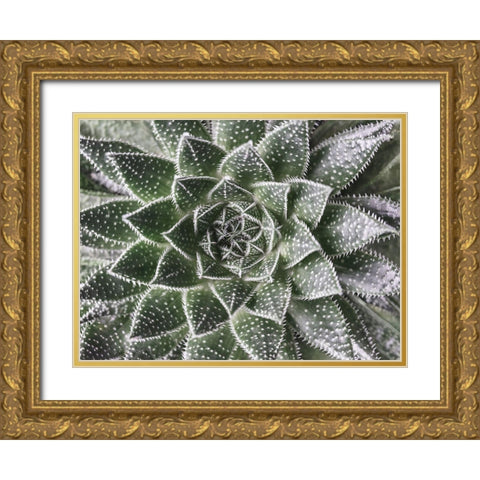 Succulent-Aloe Aristata Gold Ornate Wood Framed Art Print with Double Matting by Frank, Assaf