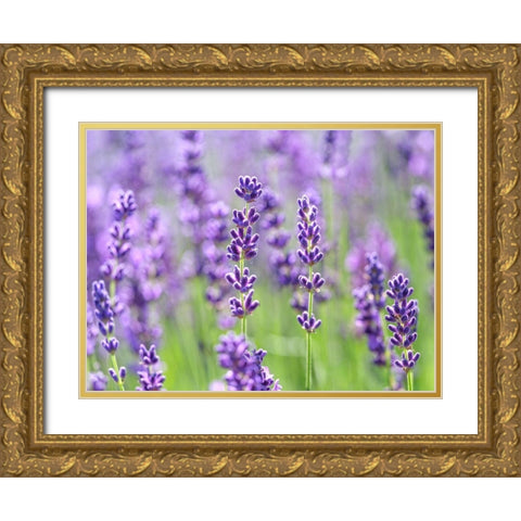 Lavender Gold Ornate Wood Framed Art Print with Double Matting by Frank, Assaf