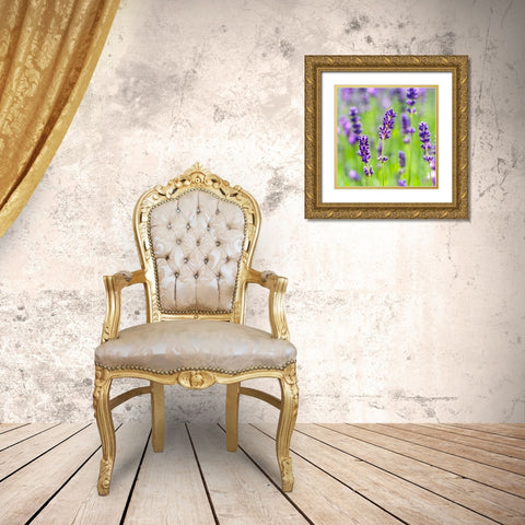 Lavender Gold Ornate Wood Framed Art Print with Double Matting by Frank, Assaf