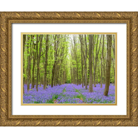 Bluebell wood path Gold Ornate Wood Framed Art Print with Double Matting by Frank, Assaf