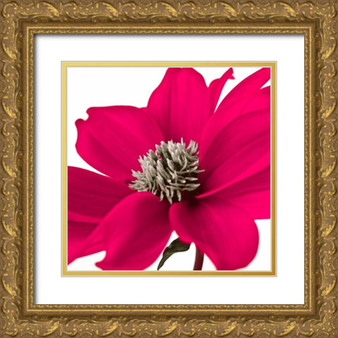 AF20110714 Dahlia 107C08 Gold Ornate Wood Framed Art Print with Double Matting by Frank, Assaf