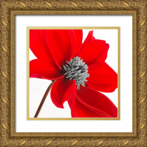 AF20110714 Dahlia 106C15 Gold Ornate Wood Framed Art Print with Double Matting by Frank, Assaf
