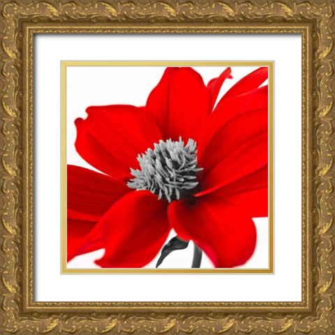 AF20110714 Dahlia 107C15 Gold Ornate Wood Framed Art Print with Double Matting by Frank, Assaf