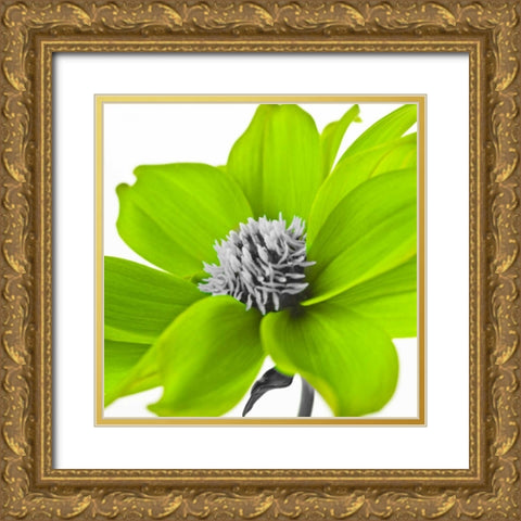 AF20110714 Dahlia 107C15 Green Gold Ornate Wood Framed Art Print with Double Matting by Frank, Assaf