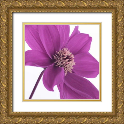 AF20110714 Dahlia 106C16 Gold Ornate Wood Framed Art Print with Double Matting by Frank, Assaf