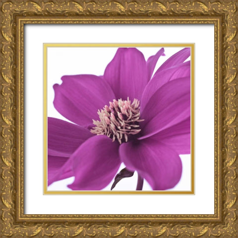 AF20110714 Dahlia 107C16 Gold Ornate Wood Framed Art Print with Double Matting by Frank, Assaf