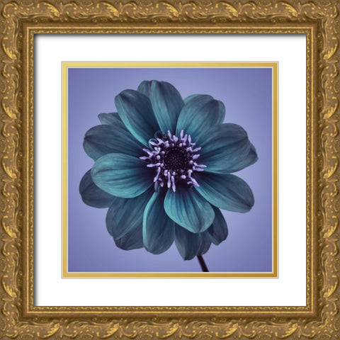 AF20110818 Dahlia 016C19bC01 Gold Ornate Wood Framed Art Print with Double Matting by Frank, Assaf