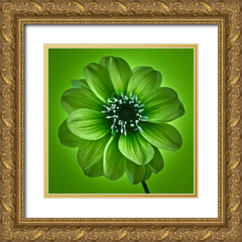 AF20110818 Dahlia 027C04 GreenC01 Gold Ornate Wood Framed Art Print with Double Matting by Frank, Assaf