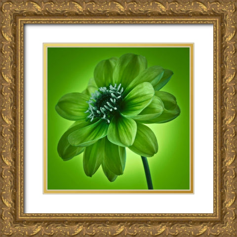 AF20110818 Dahlia 045C04 GreenC01 Gold Ornate Wood Framed Art Print with Double Matting by Frank, Assaf