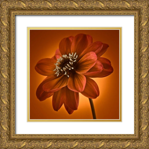 AF20110818 Dahlia 045C10 Gold Ornate Wood Framed Art Print with Double Matting by Frank, Assaf