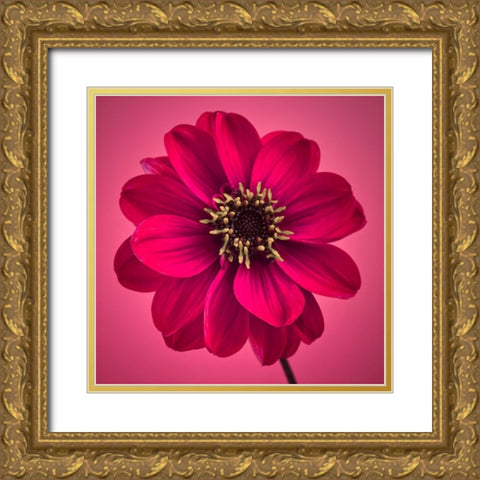 AF20110818 Dahlia 030C11 Gold Ornate Wood Framed Art Print with Double Matting by Frank, Assaf