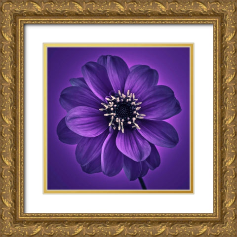 AF20110818 Dahlia 027C11 Gold Ornate Wood Framed Art Print with Double Matting by Frank, Assaf