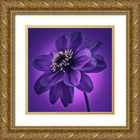 AF20110818 Dahlia 045C11 Gold Ornate Wood Framed Art Print with Double Matting by Frank, Assaf