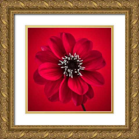 AF20110818 Dahlia 026C10 Gold Ornate Wood Framed Art Print with Double Matting by Frank, Assaf