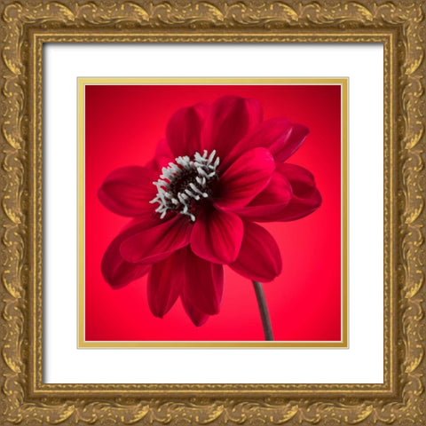 AF20110818 Dahlia 053C10 Gold Ornate Wood Framed Art Print with Double Matting by Frank, Assaf