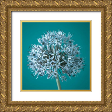 AF20100605 Alliums 151C07 Gold Ornate Wood Framed Art Print with Double Matting by Frank, Assaf