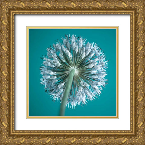 AF20100605 Alliums 167C12 Gold Ornate Wood Framed Art Print with Double Matting by Frank, Assaf